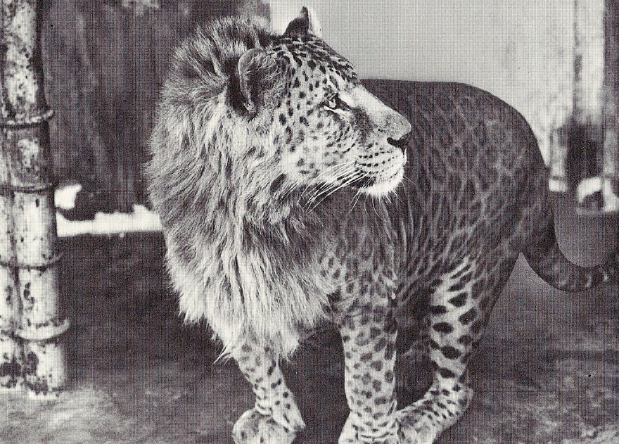 male leopard female lion
