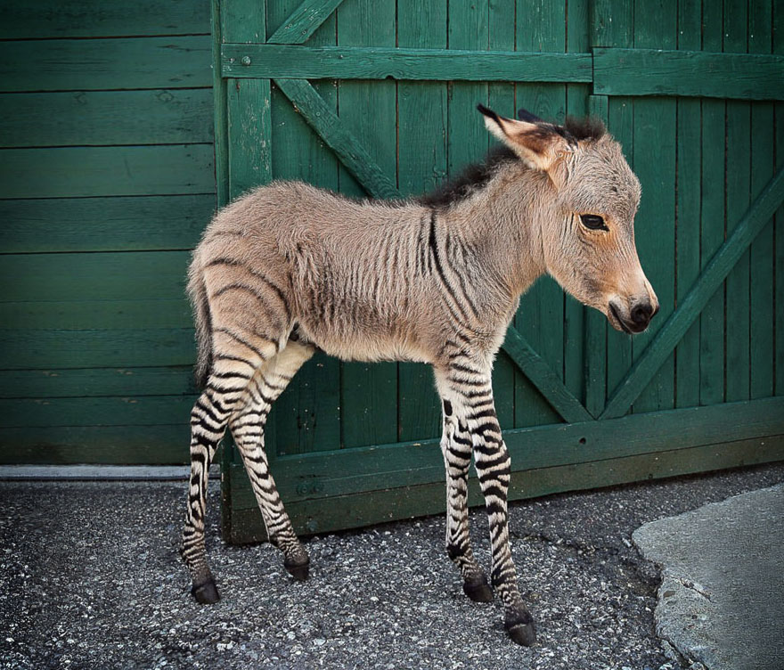 zebra donkey