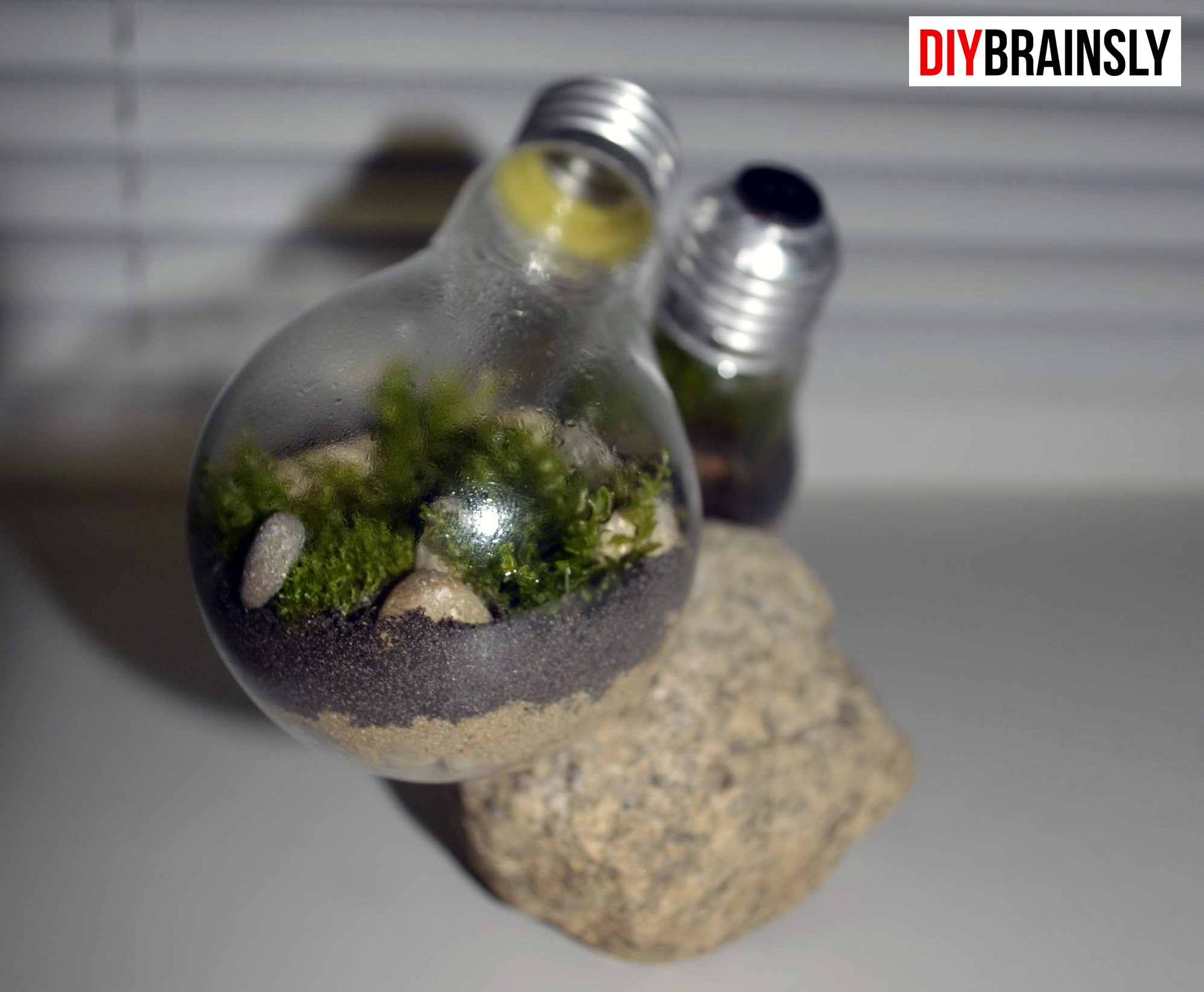 DIY. Экосистема в лампочке - Brainsly