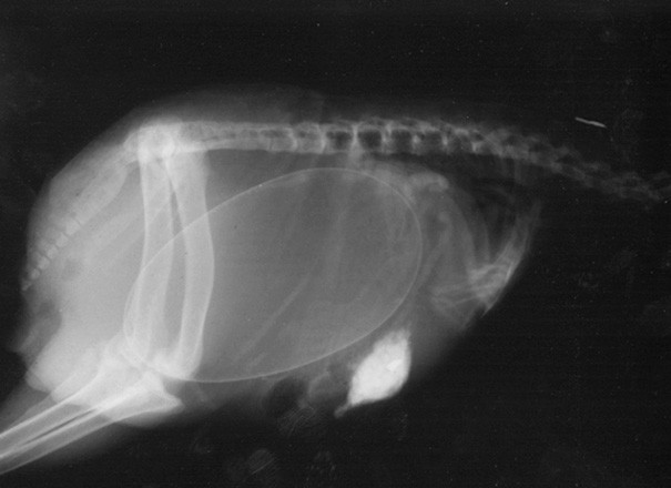 pregnant-animals-x-rays-14-5822fcdc21207__605