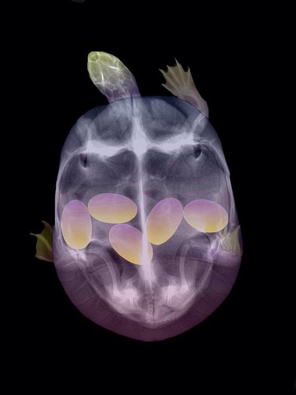 pregnant-animals-x-rays-8-5822fcd01e186__605